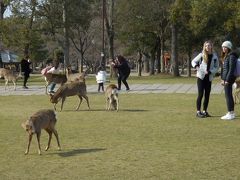 　奈良公園は外国人観光客が目立ちます。