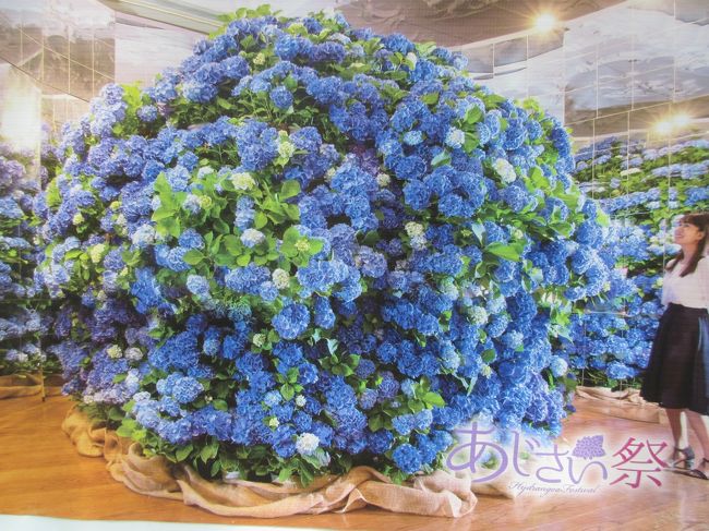 あじさい祭り In H T B 19 6 ハウステンボス周辺 長崎県 の旅行記 ブログ By Kokonoさん フォートラベル あじさい祭り In H T B 19 6 ハウステンボス周辺 長崎県 の旅行記 ブログ By Kokonoさん フォートラベル