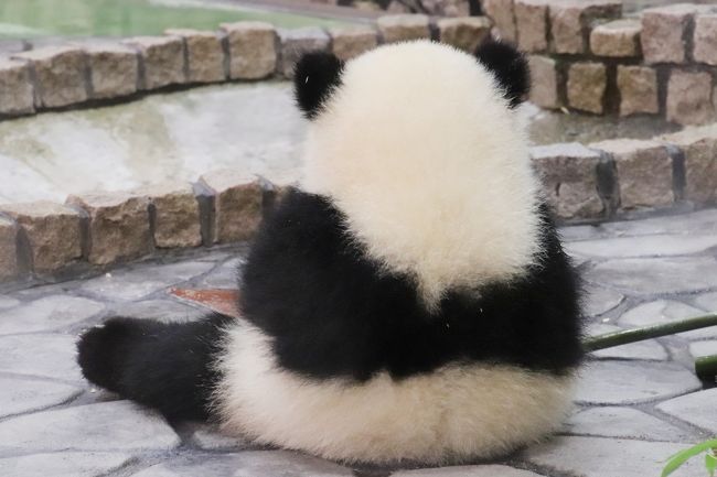 赤ちゃんたちに会いに再訪したアドベンチャーワールドは５月の猛暑日 ４ ジャイアントパンダ特集 成長した彩浜ちゃんと大人パンダの可愛らしさ 南紀白浜 和歌山県 の旅行記 ブログ By まみさん フォートラベル
