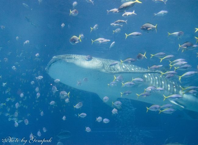 40年ぶりに沖縄へ ９ 美ら海水族館でダイビングに興じていた若かりし頃の思い出に浸る 美ら海 本部 今帰仁 沖縄県 の旅行記 ブログ By 玄白さん フォートラベル