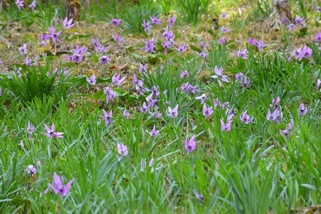 山里に咲く一本桜の醍醐桜 千年の歴史を春に語る 19 岡山 真庭 新庄 岡山県 の旅行記 ブログ By かっちんさん フォートラベル 山里に咲く一本桜の醍醐桜 千年の歴史を春に語る 19 岡山 真庭 新庄 岡山県 の旅行記 ブログ By かっちんさん フォートラベル