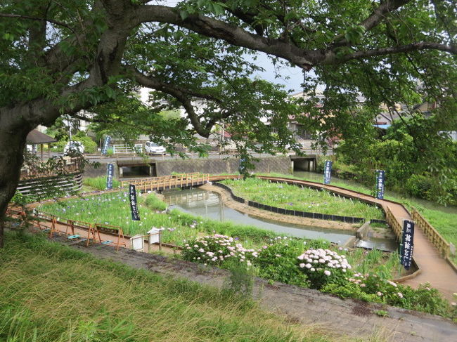 堀川菖蒲園の菖蒲を見て来ました 見頃ではなかったです ２０１９年 海蔵川の桜 18年 四日市 三重県 の旅行記 ブログ By Toraobasanさん フォートラベル