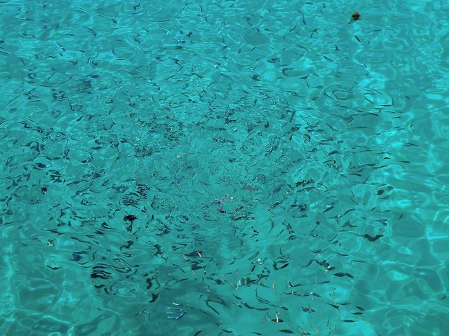 残ったパン屑を投げると魚が寄ってきます。