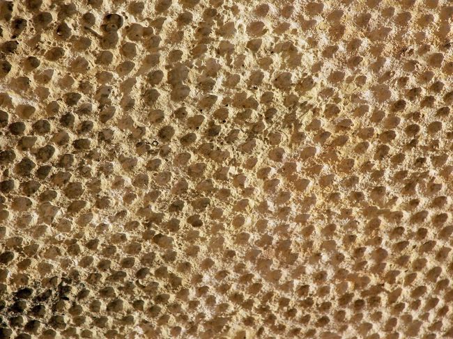 細かいノミの跡を見る事が出来ます。