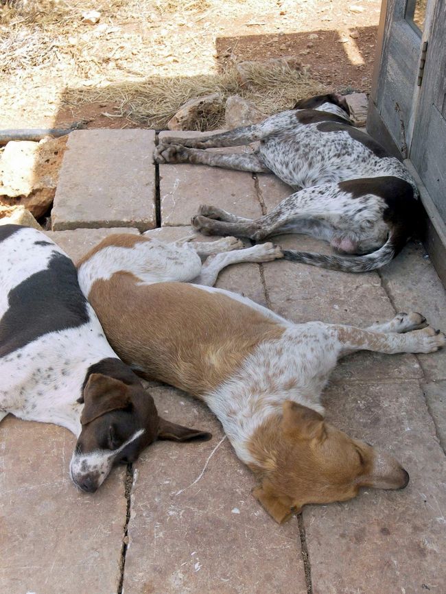 遺跡の入口の小屋では犬が死んだように寝ています。それくらい暑い時間帯でした。そういえばマルタ島はマルチーズの原産地ですが、一度も見掛けることはありませんでした。クロアチアを旅していてもダルメシアンに出会わなかったのと同じですね。<br />そろそろバスに乗ってブルーグロットに向かいましょう。
