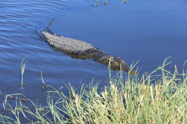 南部アフリカ紀行３日目午後 チョベ国立公園ボートサファリ チョベ ボツワナ の旅行記 ブログ By Kiyoさん フォートラベル