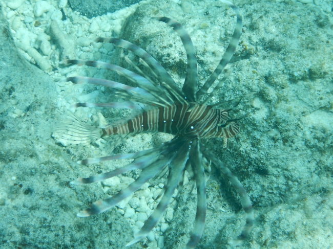 シュノーケルをする前に読んでほしいこと』慶良間諸島(沖縄県)の シュノーケルをする前に読んでほしいこと』慶良間諸島(沖縄県)の