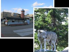 念願の、待望の、旭山動物園

詳細は別記したので割愛

私の中ではナンバーワンの動物園