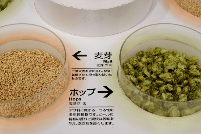 麦芽の試食もできます…甘いです<br />ホップはフワフワ感があり、手で裂くと香が出てくるようです