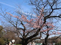 上野公園の小松宮像付近では梅が咲いていた。