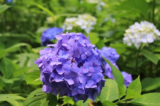 多摩丘陵の浄慶寺 生田緑地 妙楽寺で紫陽花や花菖蒲を愛でる19年6月 登戸 新百合ヶ丘 神奈川県 の旅行記 ブログ By 温泉大好きさん フォートラベル 多摩丘陵の浄慶寺 生田緑地 妙楽寺で紫陽花や花菖蒲を愛でる19年6月 登戸 新百合ヶ丘 神奈川県 の旅行記 ブログ By 温泉大好きさん フォートラベル