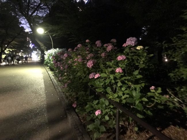 上野公園のあじさい19 上野 御徒町 東京 の旅行記 ブログ By としさん フォートラベル