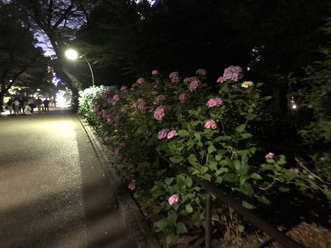 上野公園のあじさい19 上野 御徒町 東京 の旅行記 ブログ By としさん フォートラベル 上野公園のあじさい19 上野 御徒町 東京 の旅行記 ブログ By としさん フォートラベル