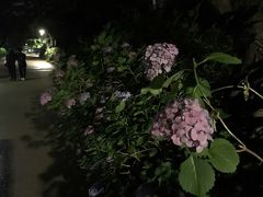 上野公園のあじさい19 上野 御徒町 東京 の旅行記 ブログ By としさん フォートラベル 上野公園のあじさい19 上野 御徒町 東京 の旅行記 ブログ By としさん フォートラベル
