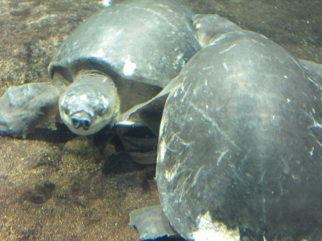 名古屋に何しに 名古屋港 愛知県 の旅行記 ブログ By しんちゃんさん フォートラベル