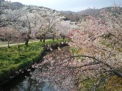 お土産屋の無い池へ向かうと、やっと人が減って静かになってきました。川沿いの桜が、きれいに咲いていました。