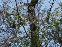 ふと見ると桜の木にタイワンリスの姿
写真だと分かりにくいかしら