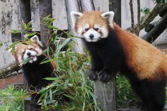 初夏の秋田レッサーパンダ遠征２泊１日 ２ 大森山動物園 前 レッサーパンダ特集 親子４頭期間限定の同居 まんまタイムの盗み食いに大笑い 秋田市 秋田県 の旅行記 ブログ By まみさん フォートラベル