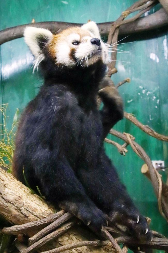 魔性の愛くるしさ レッサーパンダこそ実は 元祖パンダ なのです Tenki Jpサプリ 2018年07月17日 日本気象協会 Tenki Jp