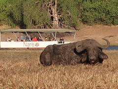 チョべ国立公園
sidudu島のデルタの周りは、多くの船が行きかっていました。町の近くに、これほどの野生動物の楽園があるとは驚きです。