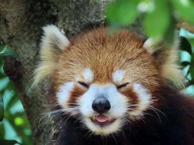 大崎公園子供動物園 江戸川区自然動物園 首都圏のご長寿パンダ飼育園を表敬訪問 22歳で竹の葉を食べれるキキ君に感嘆の念 浦和 埼玉県 の旅行記 ブログ By Jilllucaさん フォートラベル 大崎公園子供動物園 江戸川区自然動物園 首都圏のご長寿パンダ飼育園を表敬訪問 22歳で竹の葉を食べれるキキ君に感嘆の念 浦和 埼玉県 の旅行記 ブログ By Jilllucaさん フォートラベル