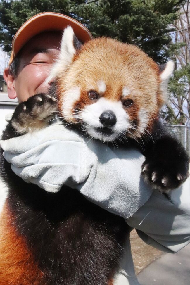 動物／動物園と水族館の旅行記～レッサーパンダ大好き～ 目次【新しい順】』東松山(埼玉県)の旅行記・ブログ by まみさん【フォートラベル】