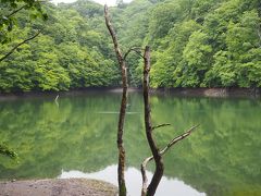 十二湖に着いたら、道路を挟んで向かいのバス停に並びます。青池に近い駐車場まで360円。（キョロロ前）そこから歩いて、まずは、鶏頭場の池。