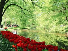 しかし今回のメインテーマはなんといってもチューリップ！限られた季節しか見られないため、春(4月～5月GWくらいまで)にオランダへ行くなら一度は行きたい、世界最大のチューリップ畑、キューケンホフ公園へ(市内から専用のバスが出ています)。交通費と時間はかかるものの、想像以上に美しい庭園で、特にこの薔薇のように真っ赤に咲き誇るチューリップは圧巻の一言！