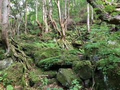 近くに蓼科大滝があり、歩いていけるとのことで行ってみる。
道路沿いに歩き、階段を降りるとそこは苔の森。
翌日白駒池に行く予定だったけど、こことあんまり変わらないのではとのことで、翌日の予定を変更する。