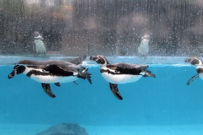 初夏の秋田レッサーパンダ遠征2泊1日 3 大森山動物園 後 コツメカワウソ仲良しカップルやツキノワグマの赤ちゃんにめろめろで園内回りきれず 秋田市 秋田県 の旅行記 ブログ By まみさん フォートラベル 初夏の秋田レッサーパンダ遠征2泊1日 3 大森山動物園 後 コツメカワウソ仲良しカップルやツキノワグマの赤ちゃんにめろめろで園内回りきれず 秋田市 秋田県 の旅行記 ブログ By まみさん フォートラベル