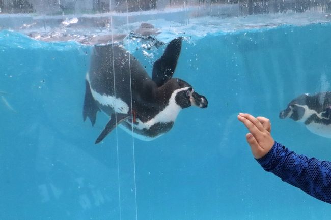 初夏の秋田レッサーパンダ遠征２泊１日 ３ 大森山動物園 後 コツメカワウソ仲良しカップルやツキノワグマの赤ちゃんにめろめろで園内回りきれず 秋田市 秋田県 の旅行記 ブログ By まみさん フォートラベル