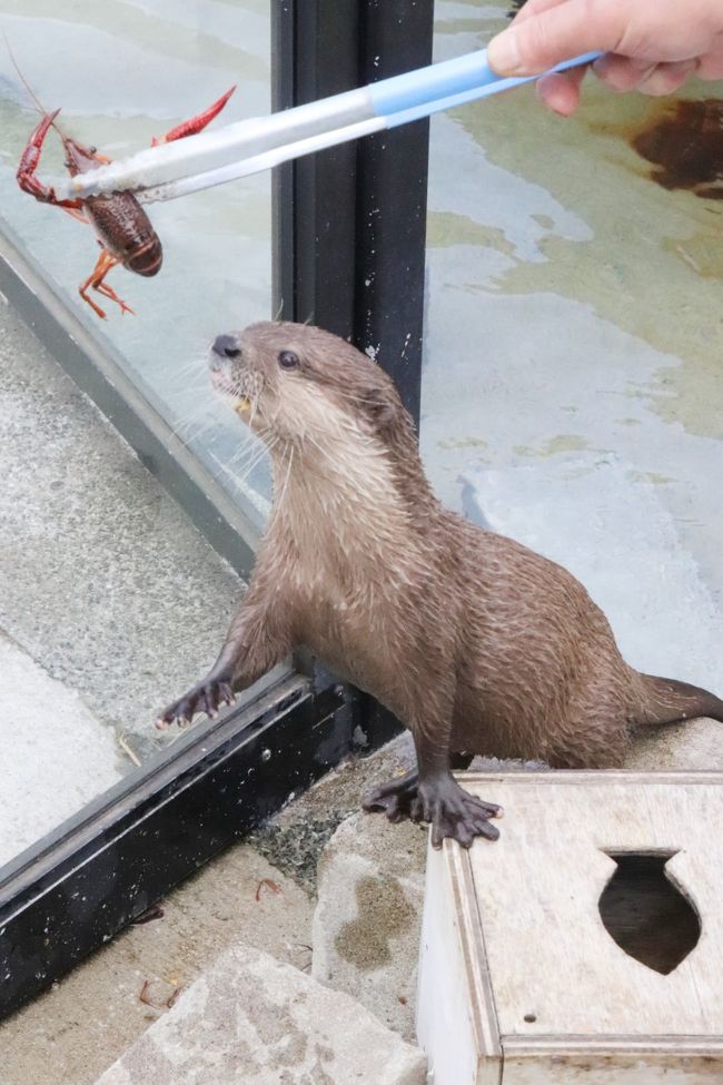 初夏の秋田レッサーパンダ遠征２泊１日 ３ 大森山動物園 後 コツメカワウソ仲良しカップルやツキノワグマの赤ちゃんにめろめろで園内回りきれず 秋田市 秋田県 の旅行記 ブログ By まみさん フォートラベル