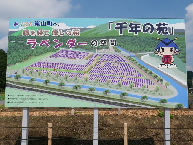 埼玉嵐山 国内最大級のラベンダー園 千年の苑19 を訪れて 小川 嵐山 埼玉県 の旅行記 ブログ By Sakatomoさん フォートラベル