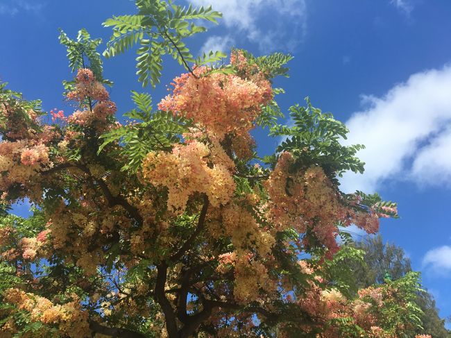 朝食後、カピオラ二公園をお散歩。<br />シャワーツリーの木がきれいでした