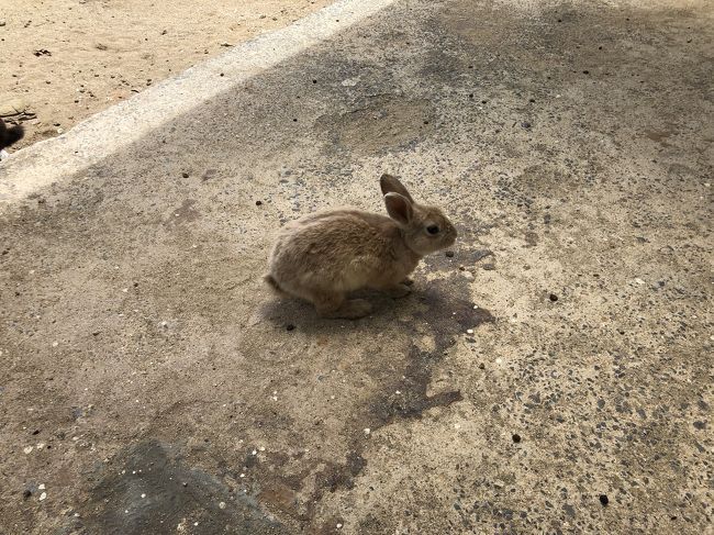 八重山に浮かぶうさぎの楽園 嘉弥真島 を訪ねて 小浜島 沖縄県 の旅行記 ブログ By Cao55さん フォートラベル