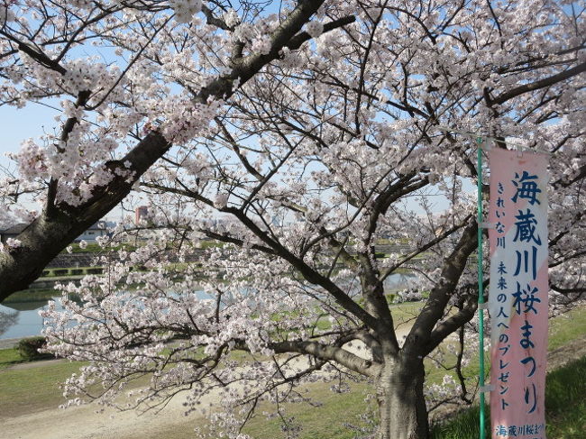 堀川菖蒲園の菖蒲を見て来ました 見頃ではなかったです ２０１９年 海蔵川の桜 18年 四日市 三重県 の旅行記 ブログ By Toraobasanさん フォートラベル