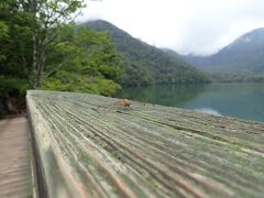 橋の上にもトンボがとまって