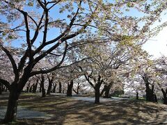 朝６時半少し前くらいに目的地、五稜郭公園へ到着。
すでに花見散歩をされている方や運動されている方がチラホラいらっしゃいましたが、まだ早朝ですのでとても空いていました。
外国人やジンパ集団がいないのも早朝の特権かも。
その代わり、前日のジンパゴミを回収している方々がいらっしゃいました。早朝から本当にご苦労様です。

ちなみに道中は全然混んでいないどころか、函館市内に入るまでほとんど車も走ってない状態でした。
五稜郭公園に駐車場はないので、五稜郭タワー横にある美術館のものを利用。
公園からとても近くて広めの駐車場なので、私たちはいつもここです。
五稜郭タワーへ行くのもここが一番便利。
１時間２００円、以降３０分ごとに１００円。
この日はこの時間ですでに３～４割くらい埋まっている感じでした。