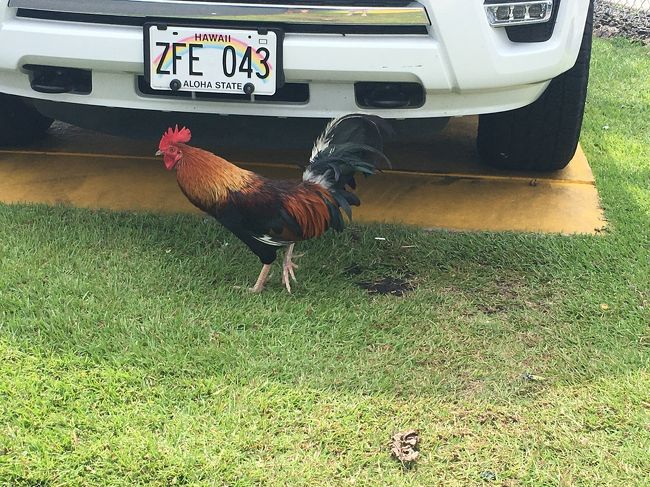 レンタカーを返却していたら、お間抜けなヘイヘイが。これもモアナ効果で家族で盛り上がる。<br /><br />これにてハワイ島終了です。