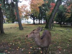 京都から在来線で奈良へ。
鹿がお迎え。