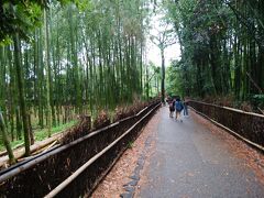 竹林の道　踏切の北側