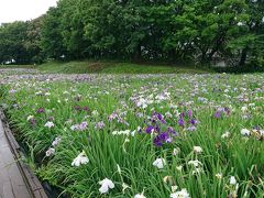 赤堀花しょうぶ園まつり