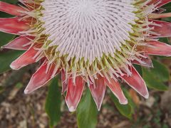 マウイ島のお花がまたオアフ島とは違う、

大ぶりの花がとても魅力的
