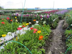 白間津花畑，南房総市千倉町白間津地区，太平洋に面して花畑が広がります。１月になるとストック・ポピー・キンセンカ・小菊・金魚草・矢車草・ベニジュームなどの花が咲きそろい、花摘みが楽しめるとのこと。この日はまだ早かったようです。