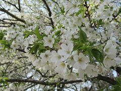 佐倉城址公園の桜、その2