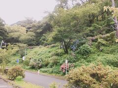 下田海中水族館へ向かう

今日で終わりのあじさい祭
もう枯れ始めてるー