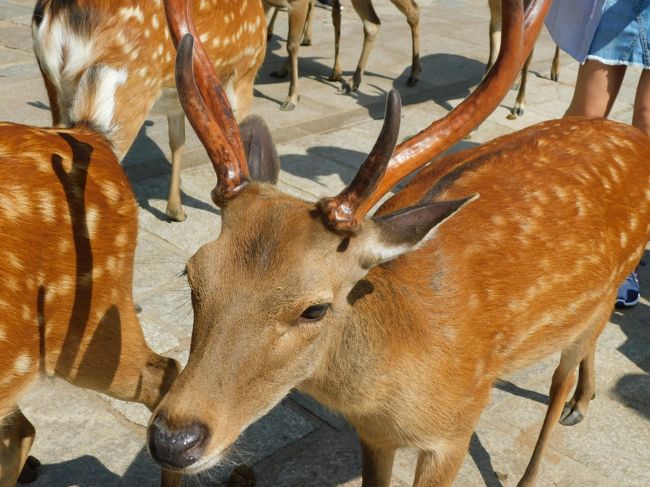 大人の修学旅行 奈良2日目 1 鹿鹿鹿 奈良公園 東大寺 春日大社 奈良市 奈良県 の旅行記 ブログ By Azさん フォートラベル