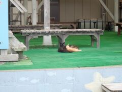 近くのダイビングショップの前にねこ発見