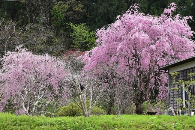 NH『枝垂れ桜』『クレマチス』 しだれ桜 八重紅枝垂れ桜 1年生接木苗 予約販売12月〜翌年1月頃