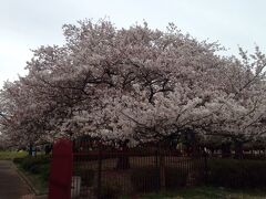 大師公園は桜の時期でした
